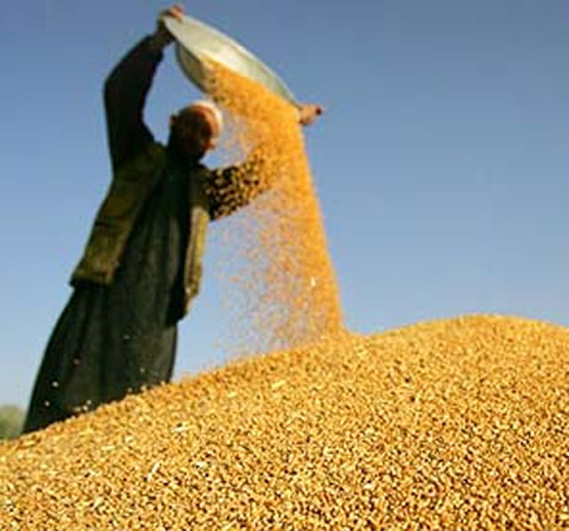 اوپن مارکیٹ میں سو کلو گندم کی بوری بلا جواز 50 روپے مزید مہنگی