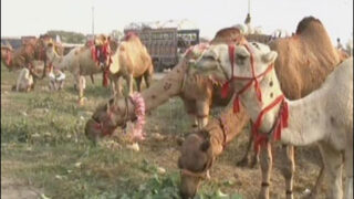 Animal Market