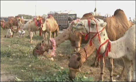 اسلام آباد : جانوروں کی منڈی میں اونٹوں کے ڈیرے