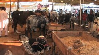Cattle Market