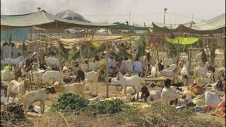 Cattle Market