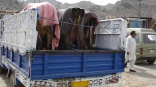 Cattle Smuggling