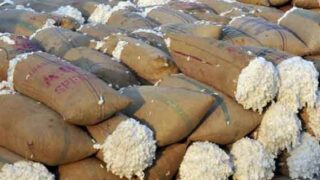 Cotton