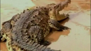 Crocodile