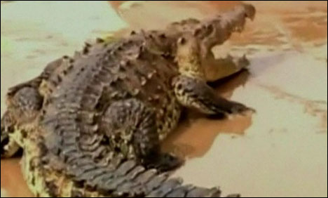 میکسیکو  :  رہائشی علاقوں میں مگرمچھ نکل آئے