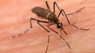 Dengue