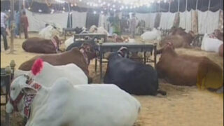 Eid Qrban