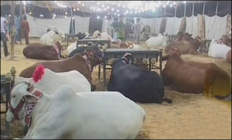 Eid Qrban