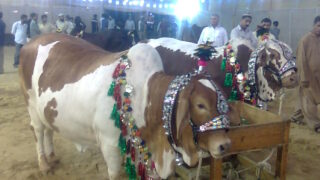 Eid Qurban