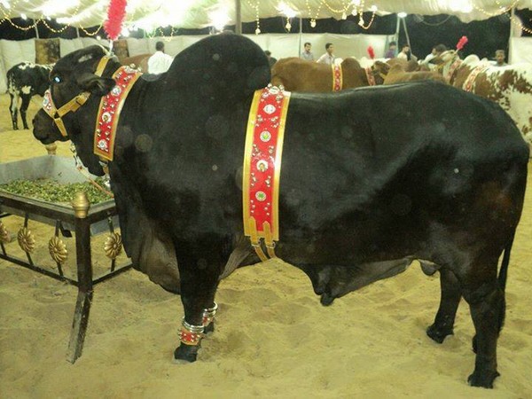 کیا قربانی عیدالاضحی تک محدود ہے