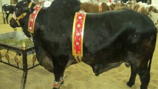 Eid Ul Adha Qurbani