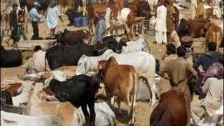 Eid Ul Azha Qurbani