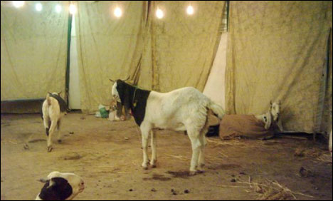 عیدالاضحی کا تیسرا دن، بکرا مارکیٹ ختم، بیوپاری اپنے علاقوں کو لوٹ گئے