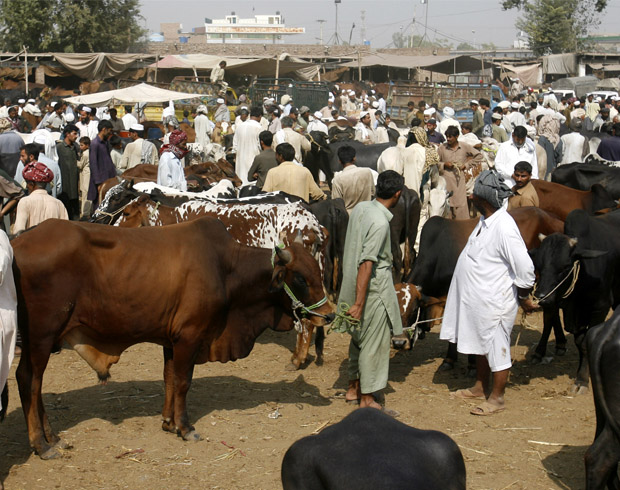 Sacrificial Animals