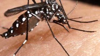 Dengue