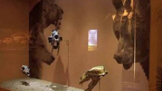 Dinosaur Fossils