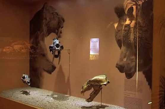 Dinosaur Fossils