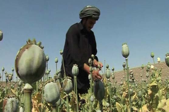 افغانستان میں افیون کی کاشت میں ریکارڈ اضافہ