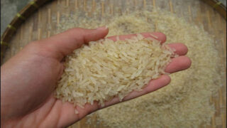Rice