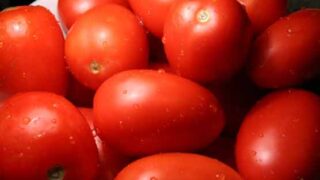 Tomato