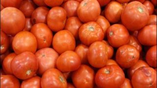 Tomatoes