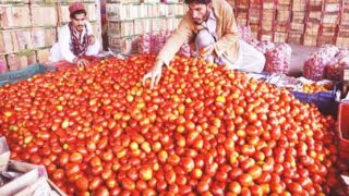 Tomatoes