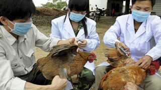 Bird Flu