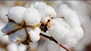 Cotton