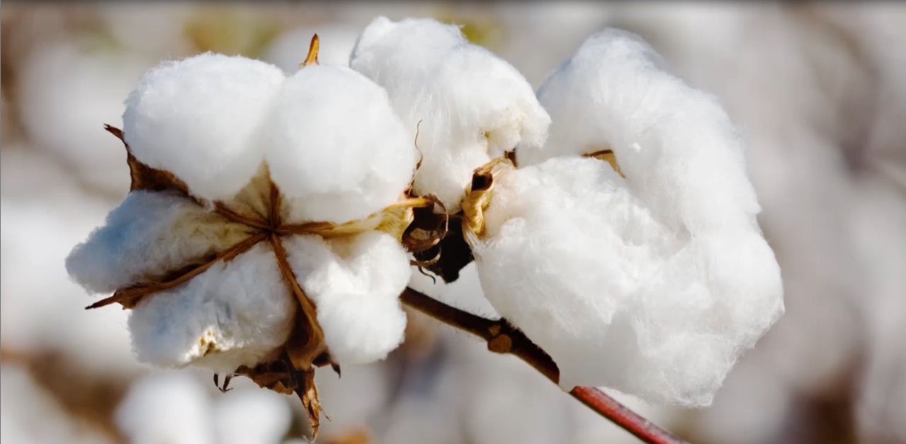 Cotton