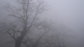 Fog