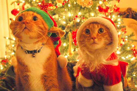 کرسمس کی آمد سے قبل ”جنگل کیٹس ”کی نئی تھری ڈی ویڈیو جاری