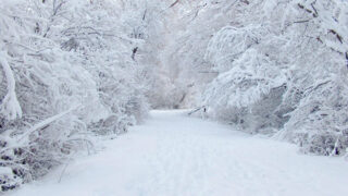 Snow Falling