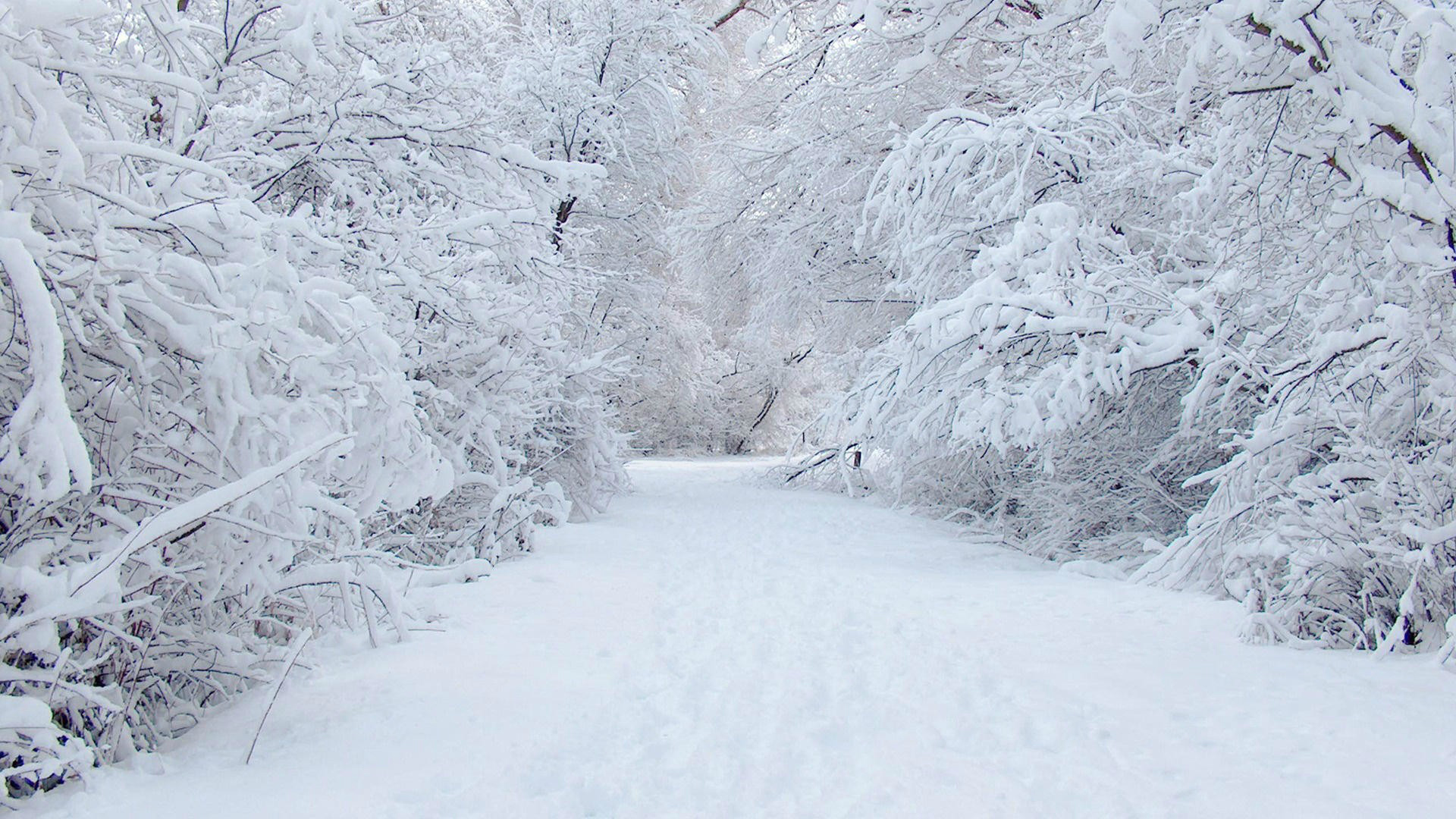 Snow Falling