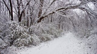 Snowfall