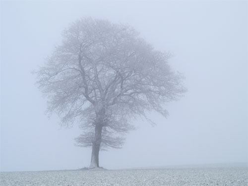 fog