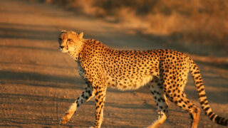 Cheetah