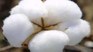 Cotton