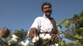 Cotton