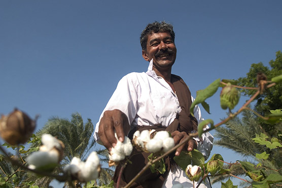 ملک میں روئی کی قیمت میں مسلسل اضافہ