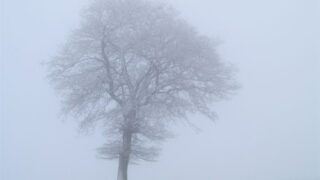 Fog