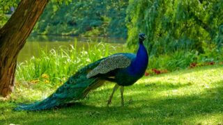Peacock