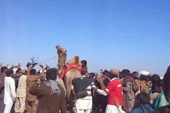 راجن پور: پوپٹ نامی اونٹ نے دنگل جیت لیا