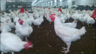 Poultry