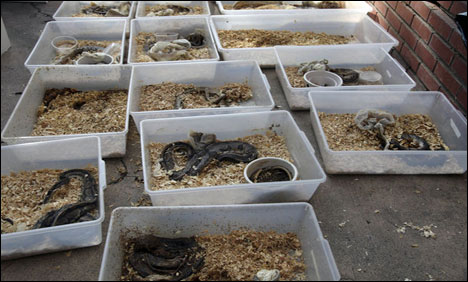 امریکا: پولیس کا گھر پر چھاپا ، 500 سانپ برآمد، ملزم گرفتار