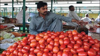 Tomatoes