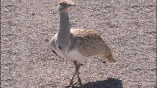 Houbara