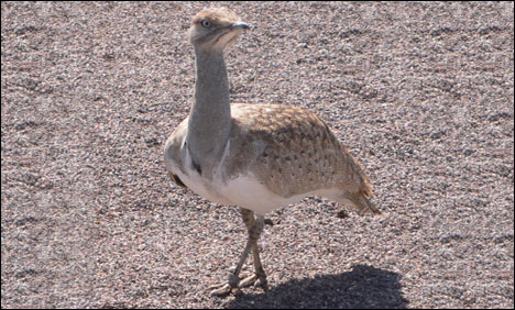 Houbara
