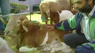 Agricultural Exhibition