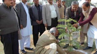 Tree Planting