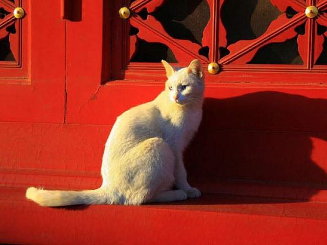 چین میں عجائب گھر کی حفاظت کے لئے خصوصی تربیت یافتہ بلیاں بھرتی کر لی گئیں